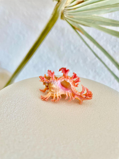 MUREX ACULEATUS Shell *All Sizes* Rare Natural Pink Pendant Display Real Seashell Collectors Coastal Décor Home Beach Nautical