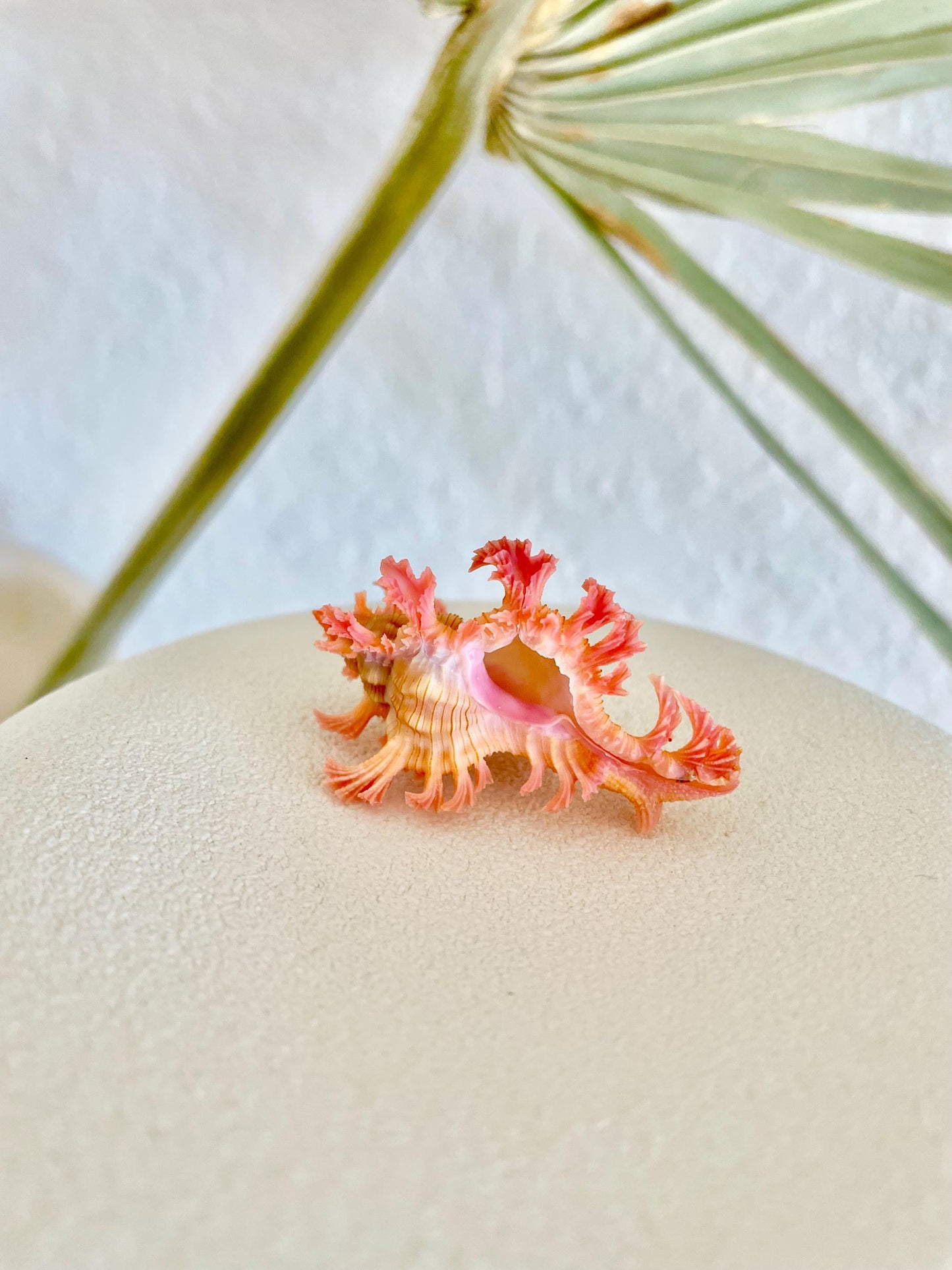 MUREX ACULEATUS Shell *1.5-2"* Rare Natural Pink Display Collectors Seashell