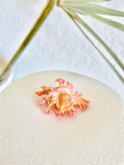 MUREX ACULEATUS Shell *1.5-2"* Rare Natural Pink Pendant Display Real Seashell Collectors Coastal Décor Home Beach Nautical