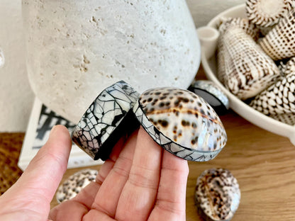 Tiger Cowry Coastal Seashell Gift Box Seashell Jewelry Trinket Dish Beach Décor Mother of Pearl Abalone Irredescent Bottom