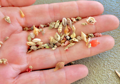 SUPER MICRO Shells *Pack of 25* Deep Ocean Seashells 5-10mm, Less then 1 cm, Shells Sailors Valentine Fairy Garden Nail Art Craft Tiny Teeny