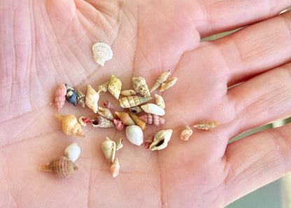 SUPER MICRO Shells *Pack of 25* Deep Ocean Seashells 5-10mm, Less then 1 cm, Shells Sailors Valentine Fairy Garden Nail Art Craft Tiny Teeny