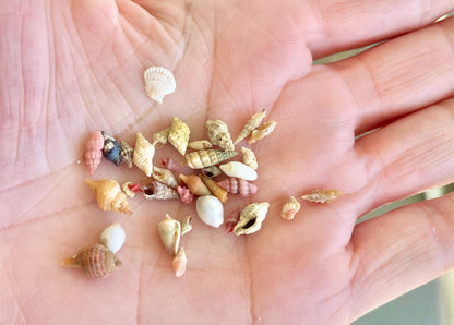 SUPER MICRO Shells 5-10mm, Less then 1 cm *Pack of 25* Craft Seashells