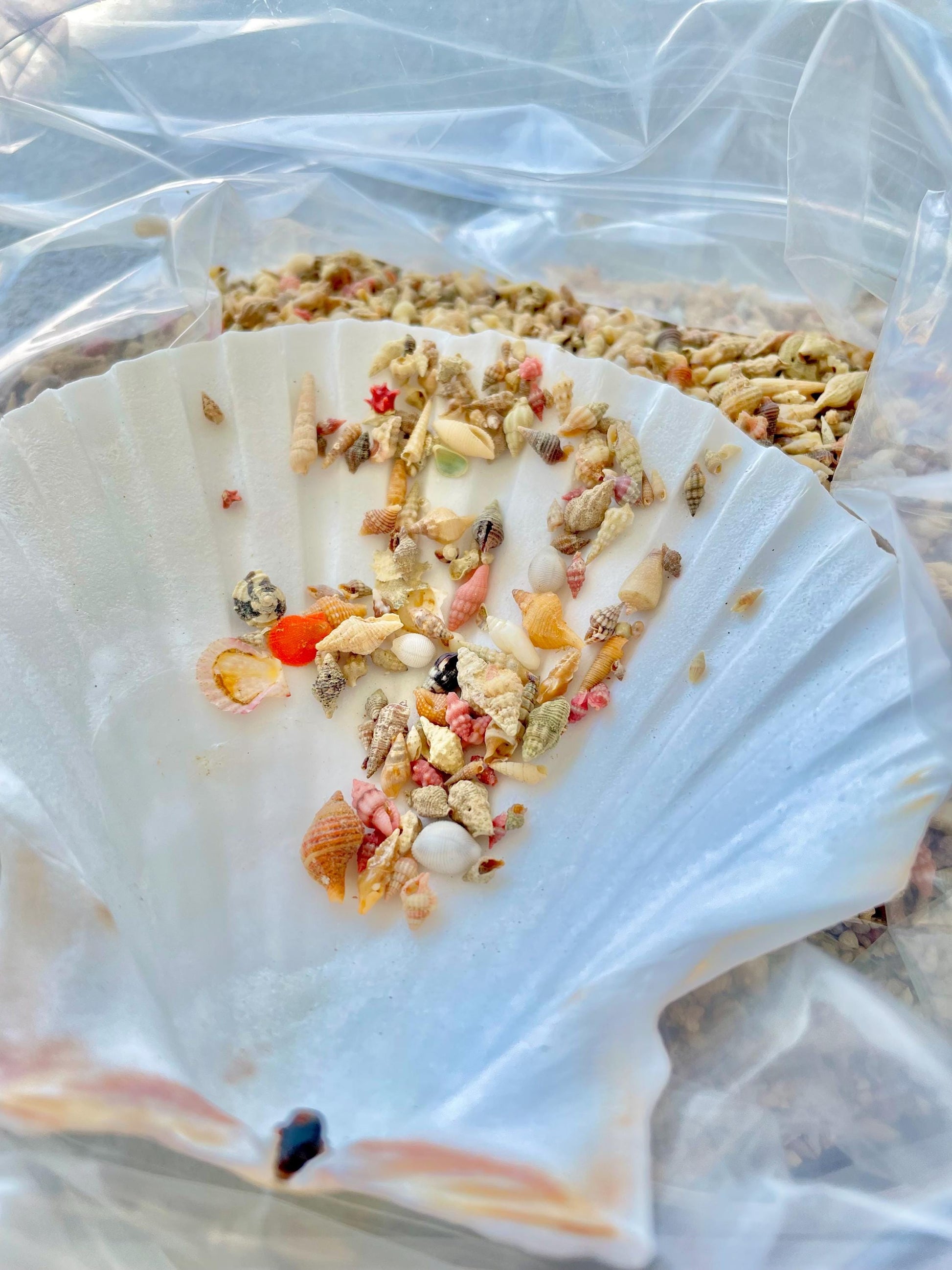 SUPER MICRO Shells *Pack of 25* Deep Ocean Seashells 5-10mm, Less then 1 cm, Shells Sailors Valentine Fairy Garden Nail Art Craft Tiny Teeny