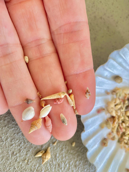 SUPER MICRO Shells *Pack of 25* Deep Ocean Seashells 5-10mm, Less then 1 cm, Shells Sailors Valentine Fairy Garden Nail Art Craft Tiny Teeny