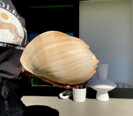 CROWNED BALER MELON Shell *All Sizes* Natural Golden Peach Large Display Seashell Coastal Planter Beach Home Décor