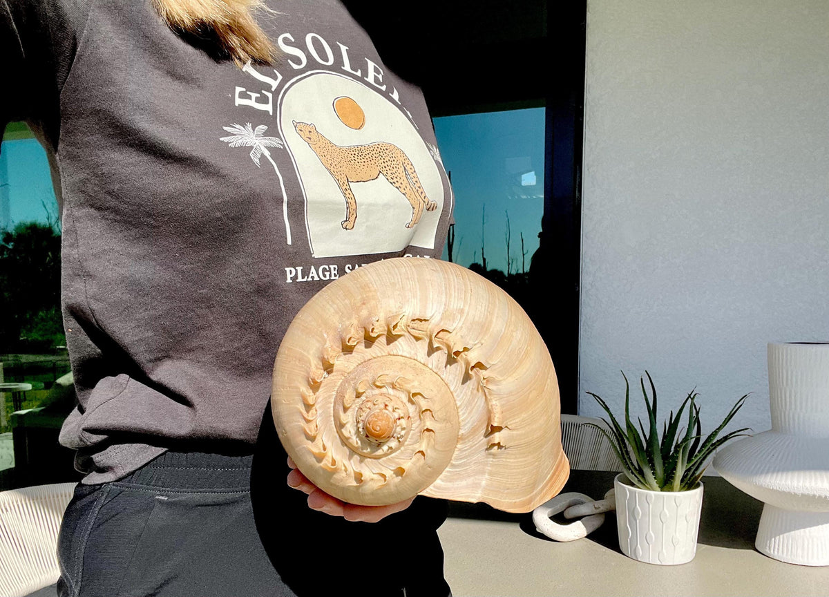 CROWNED BALER MELON Shell *All Sizes* Golden Peach Large Display Seashell Coastal Planter