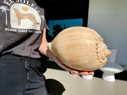 CROWNED BALER MELON Shell *All Sizes* Natural Golden Peach Large Display Seashell Coastal Planter Beach Home Décor