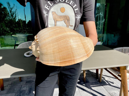 CROWNED BALER MELON Shell *All Sizes* Natural Golden Peach Large Display Seashell Coastal Planter Beach Home Décor