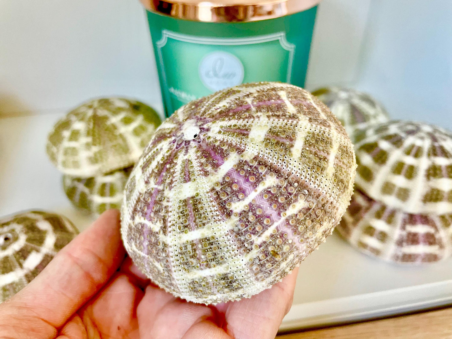 Pick Your Size 3-5" Gator Alfonso Sea Urchin Shells Ideal For Air Plants Crafts Seashell Nautical Décor Beach Coastal Green Purple Large Sea