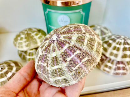 Gator Alfonso Sea Urchin Shells 3-4" *You Choose Quantity* Nautical Coastal Décor
