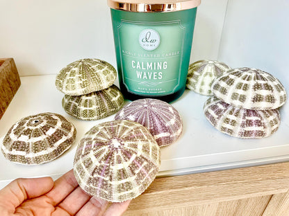 Pick Your Size 3-5" Gator Alfonso Sea Urchin Shells Ideal For Air Plants Crafts Seashell Nautical Décor Beach Coastal Green Purple Large Sea