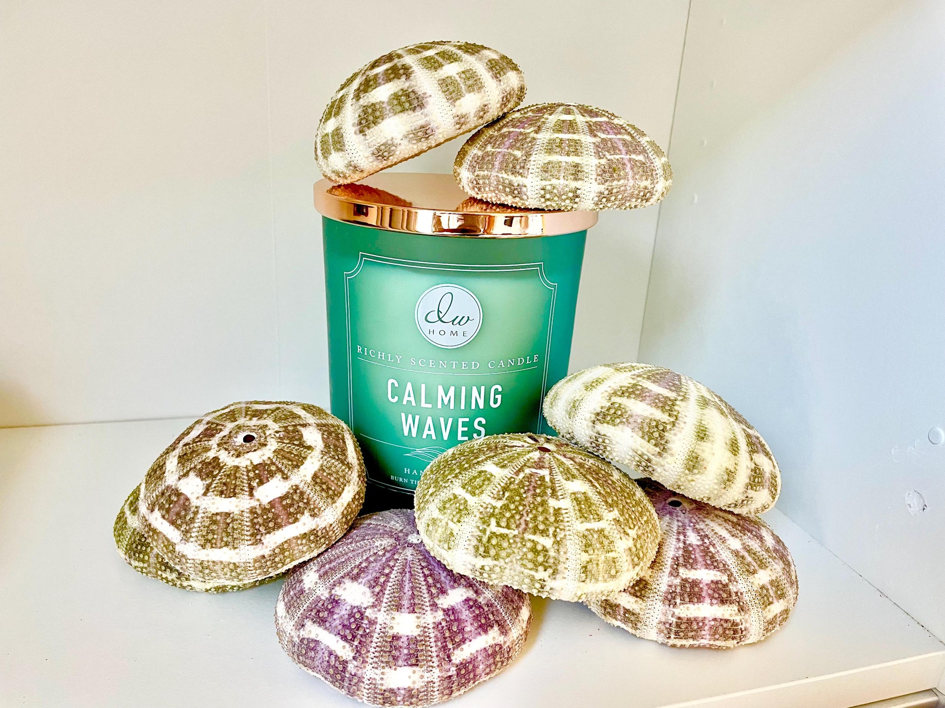 Pick Your Size 3-5" Gator Alfonso Sea Urchin Shells Ideal For Air Plants Crafts Seashell Nautical Décor Beach Coastal Green Purple Large Sea