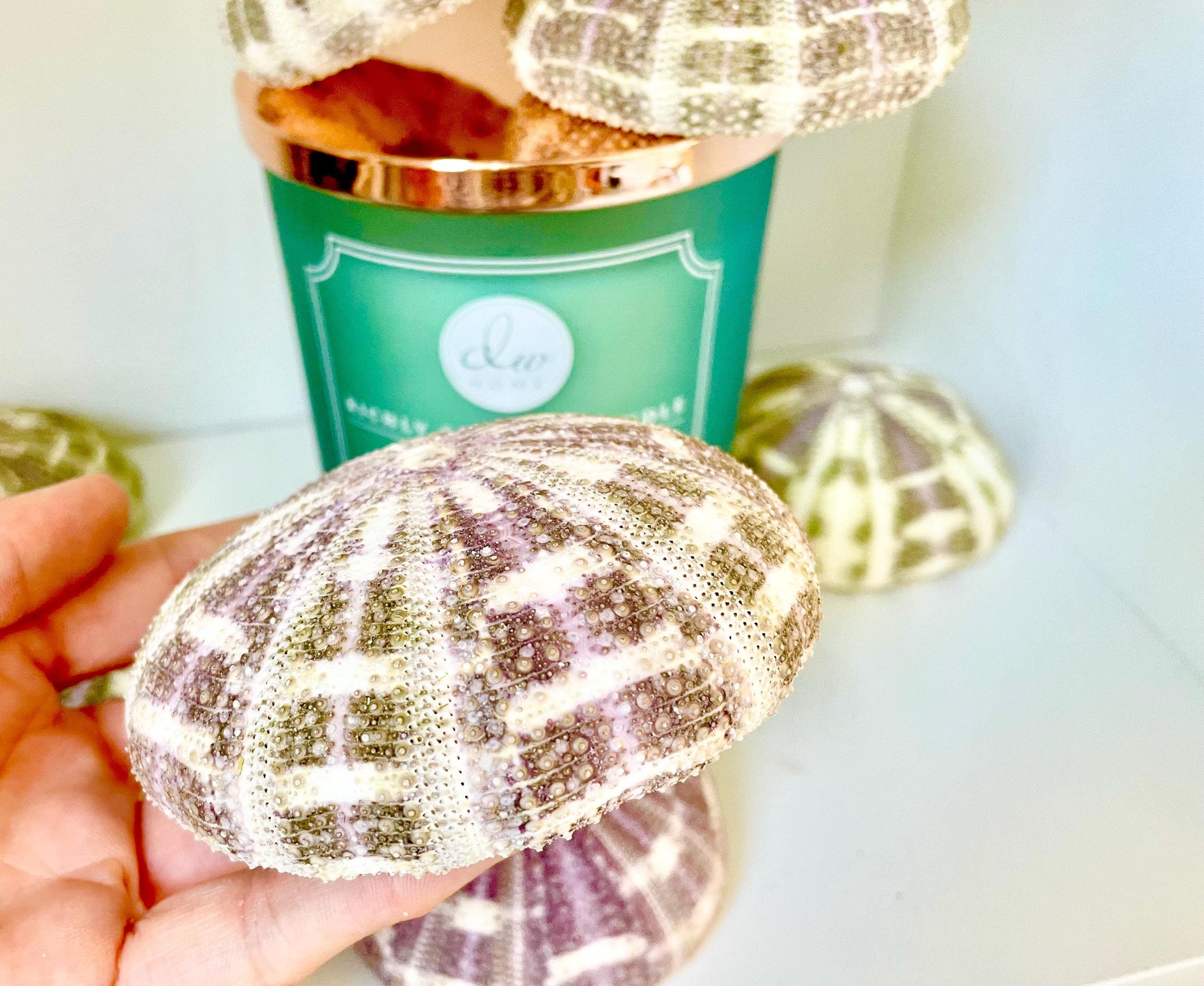 Pick Your Size 3-5" Gator Alfonso Sea Urchin Shells Ideal For Air Plants Crafts Seashell Nautical Décor Beach Coastal Green Purple Large Sea