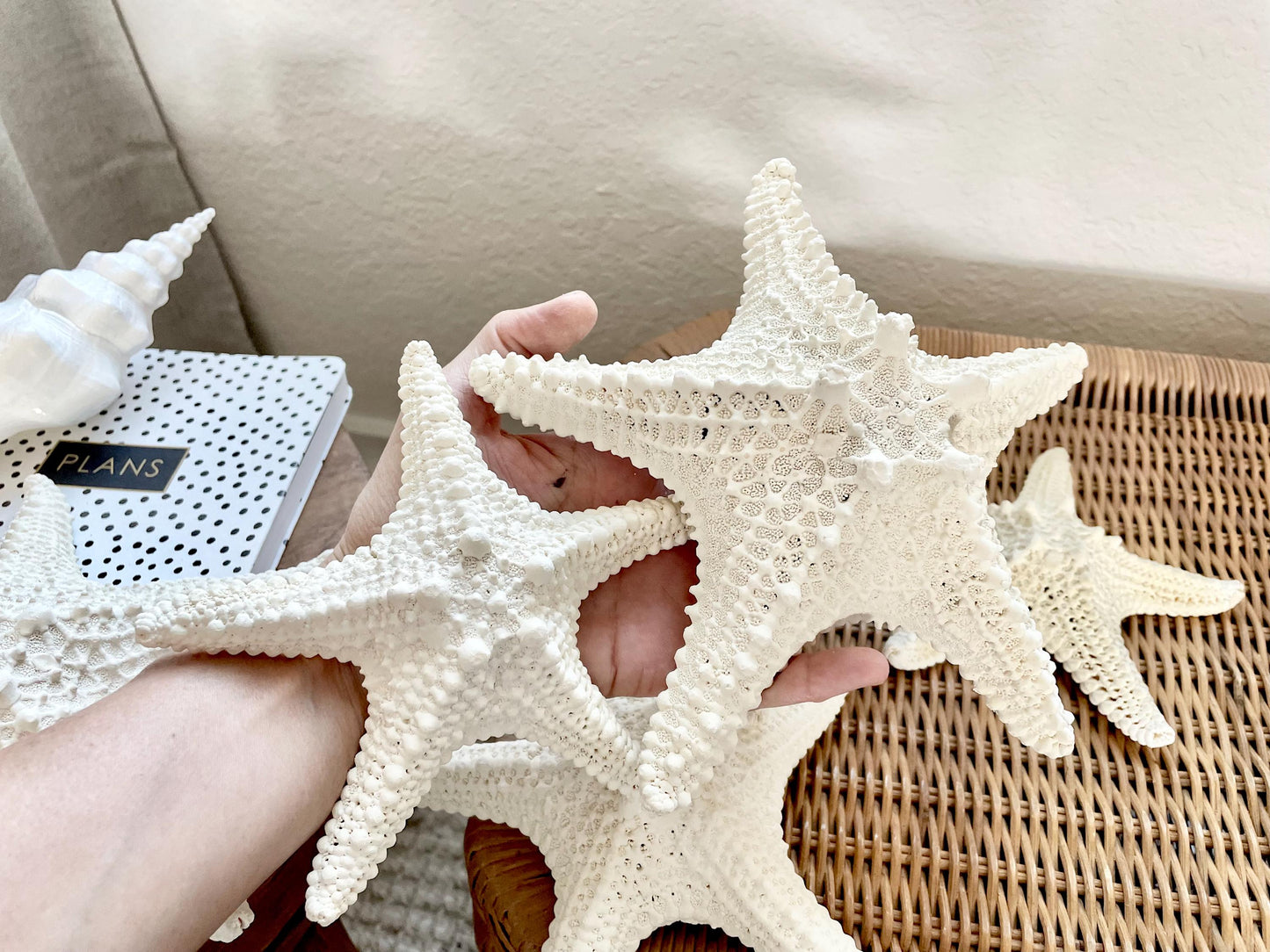 Knobby Starfish 100% Real XS-XXL 2-10" Off White/Tan Color Crafts & Coastal Décor Star Fish Wedding Beach Nautical Stars Small Medium Large