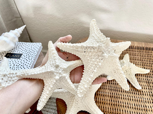 Knobby Starfish 100% Real XS-XXL 2-10" Off White/Tan Color Crafts & Coastal Décor Star Fish Wedding Beach Nautical Stars Small Medium Large