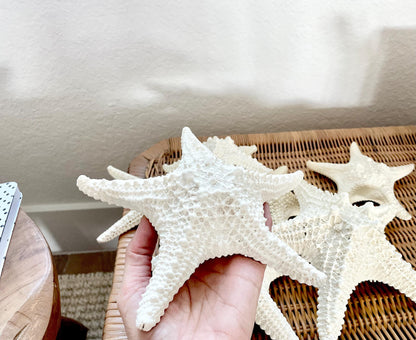 Knobby Starfish 100% Real XS-XXL 2-10" Off White/Tan Color Crafts & Coastal Décor Star Fish Wedding Beach Nautical Stars Small Medium Large