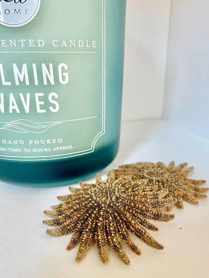 Mexican Sunflower Starfish Authentic 100% Real 2-5" *You Choose Size* Sea Star Wedding Décor Unique Brown Beach Real Dried