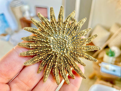 Mexican Sunflower Starfish Authentic 100% Real 2-5" *You Choose Size* Sea Star Wedding Décor Unique Brown Beach Real Dried