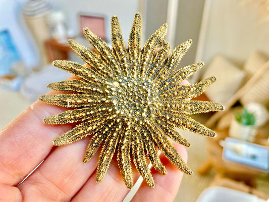 Mexican Sunflower Starfish Authentic 100% Real 2-5" *You Choose Size* Sea Star Wedding Décor Unique Brown Beach Real Dried