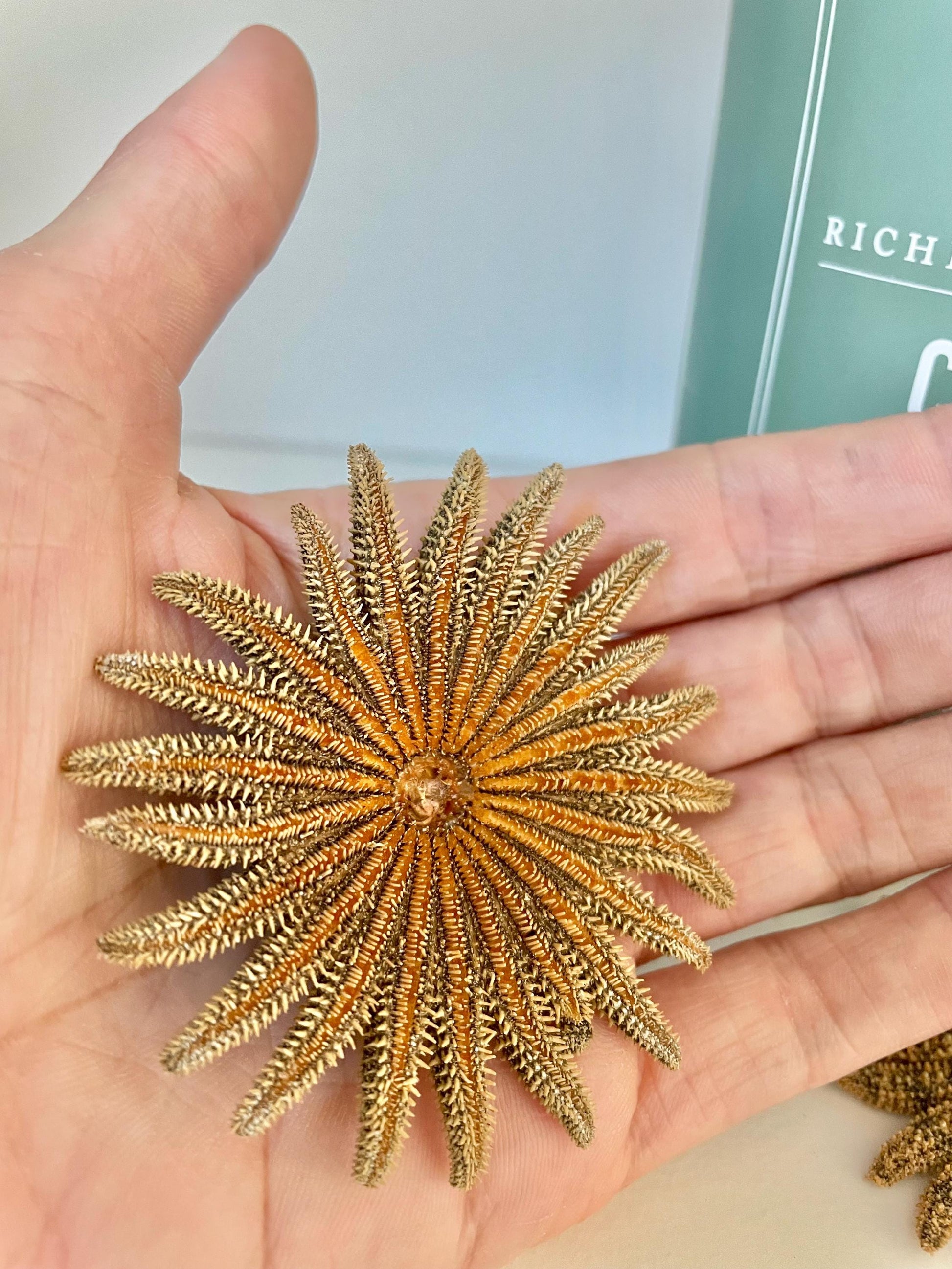 Mexican Sunflower Starfish Authentic 100% Real 2-5" *You Choose Size* Sea Star Wedding Décor Unique Brown Beach Real Dried