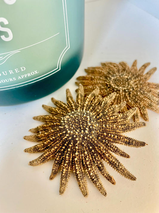 Mexican Sunflower Starfish Authentic 100% Real 2-5" *You Choose Size* Sea Star Wedding Décor Unique Brown Beach Real Dried