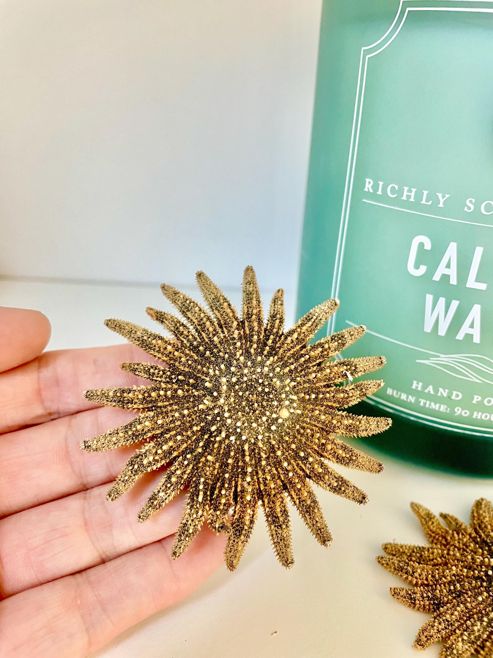 Mexican Sunflower Starfish Authentic 100% Real 2-5" *You Choose Size* Sea Star Wedding Décor Unique Brown Beach Real Dried