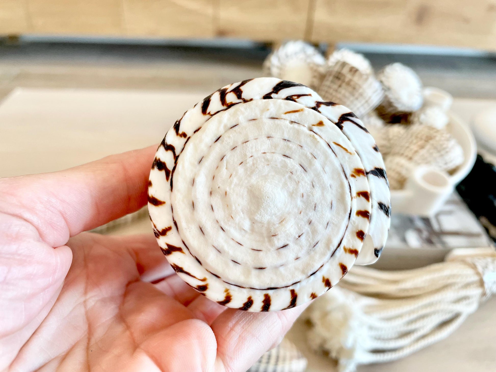 The biggest LEOPARD Cone Seashell HUGE 4-6" Shell Unique White Dark Brown Pattern Display Coastal Ocean Home Décor Paper Weight Natural Art