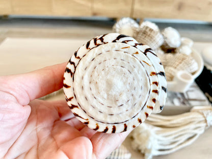 The biggest LEOPARD Cone Seashell HUGE 4-6" Shell Unique White Dark Brown Pattern Display Coastal Ocean Home Décor Paper Weight Natural Art