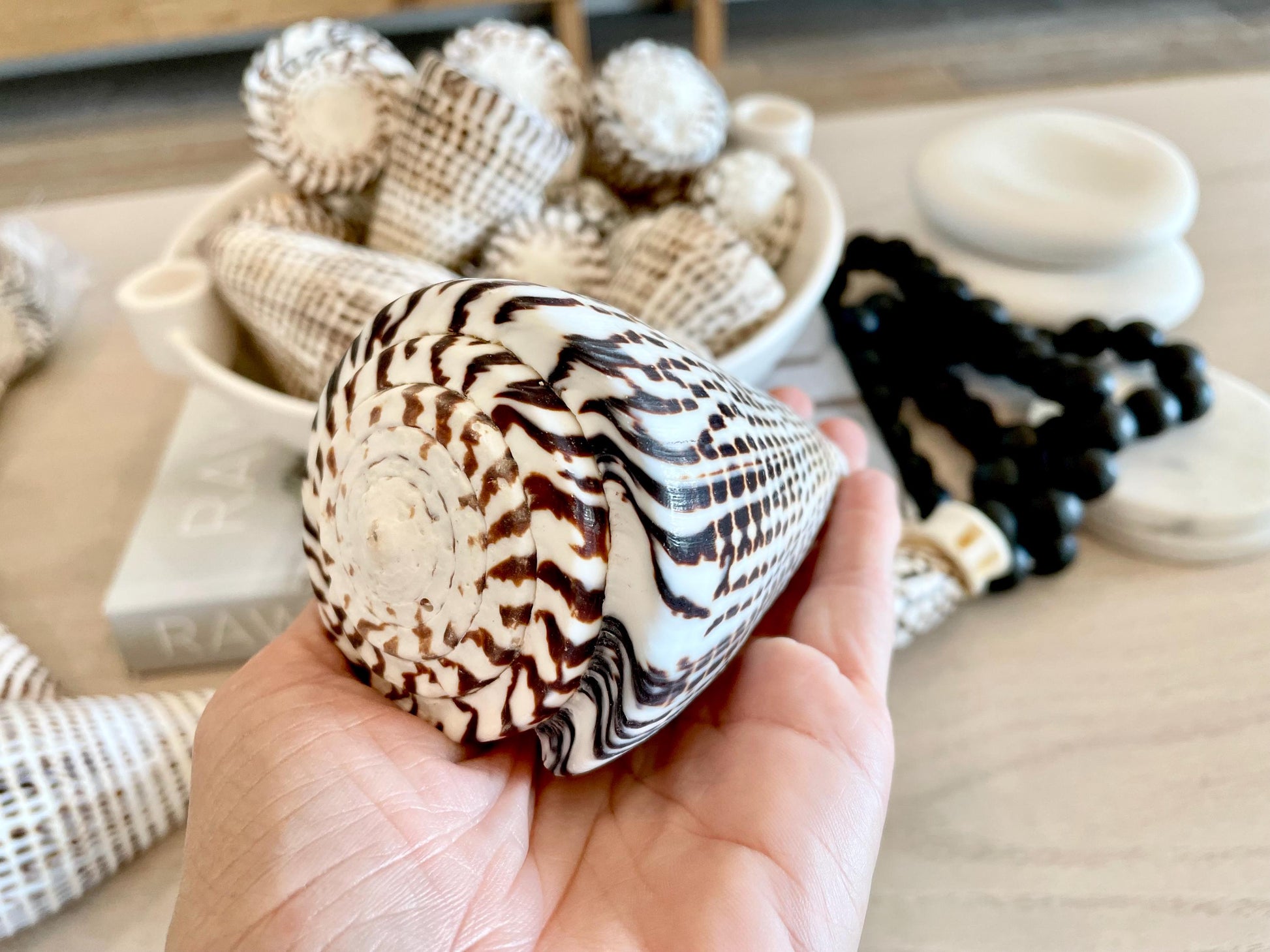 The biggest LEOPARD Cone Seashell HUGE 4-6" Shell Unique White Dark Brown Pattern Display Coastal Ocean Home Décor Paper Weight Natural Art