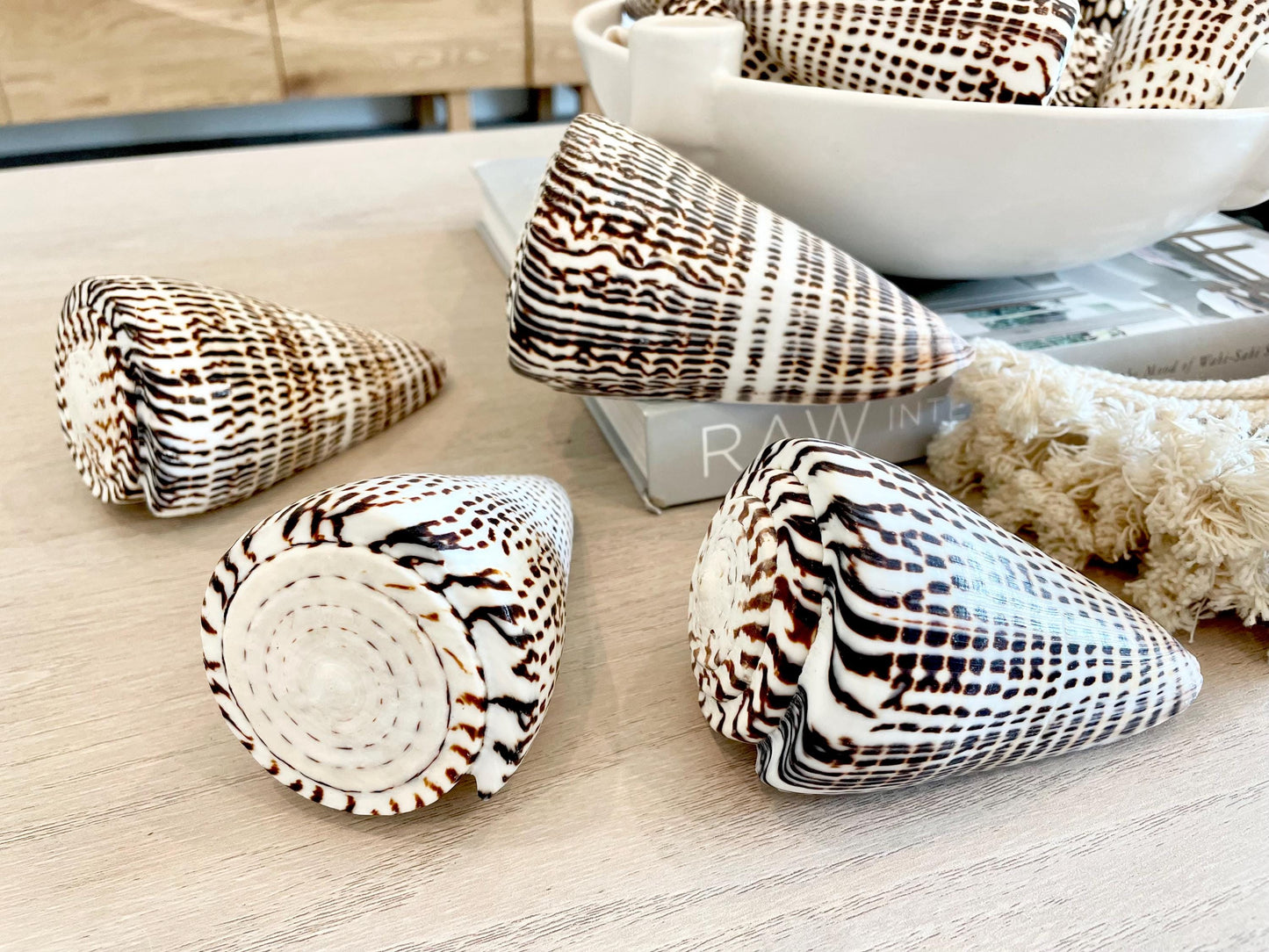 The biggest LEOPARD Cone Seashell HUGE 4-6" Shell Unique White Dark Brown Pattern Display Coastal Ocean Home Décor Paper Weight Natural Art