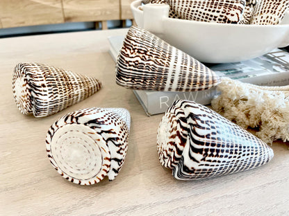 LEOPARD CONE SHELL Huge 4-6" *You Choose Size* Natural White Brown Spots Display Seashell Modern Coastal Home
