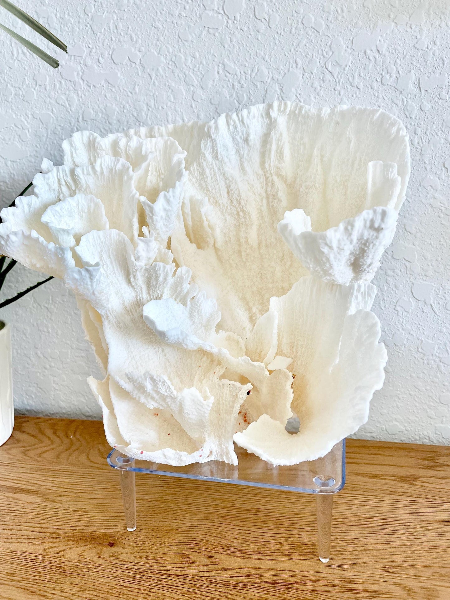 Large Clear Lucite Acrylic Display Stand 6.25 x 4.5 x 2.25" For Mounting Seashells, corals, and more... 4 Leg Riser