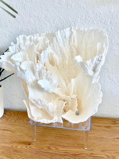 Large Clear Lucite Acrylic Display Stand 6.25 x 4.5 x 2.25" For Mounting Seashells, corals, and more... 4 Leg Riser