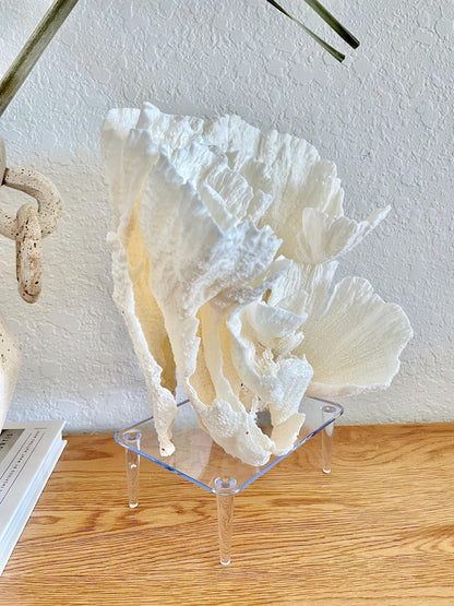 Large Clear Lucite Acrylic Display Stand 6.25 x 4.5 x 2.25" For Mounting Seashells, corals, and more... 4 Leg Riser