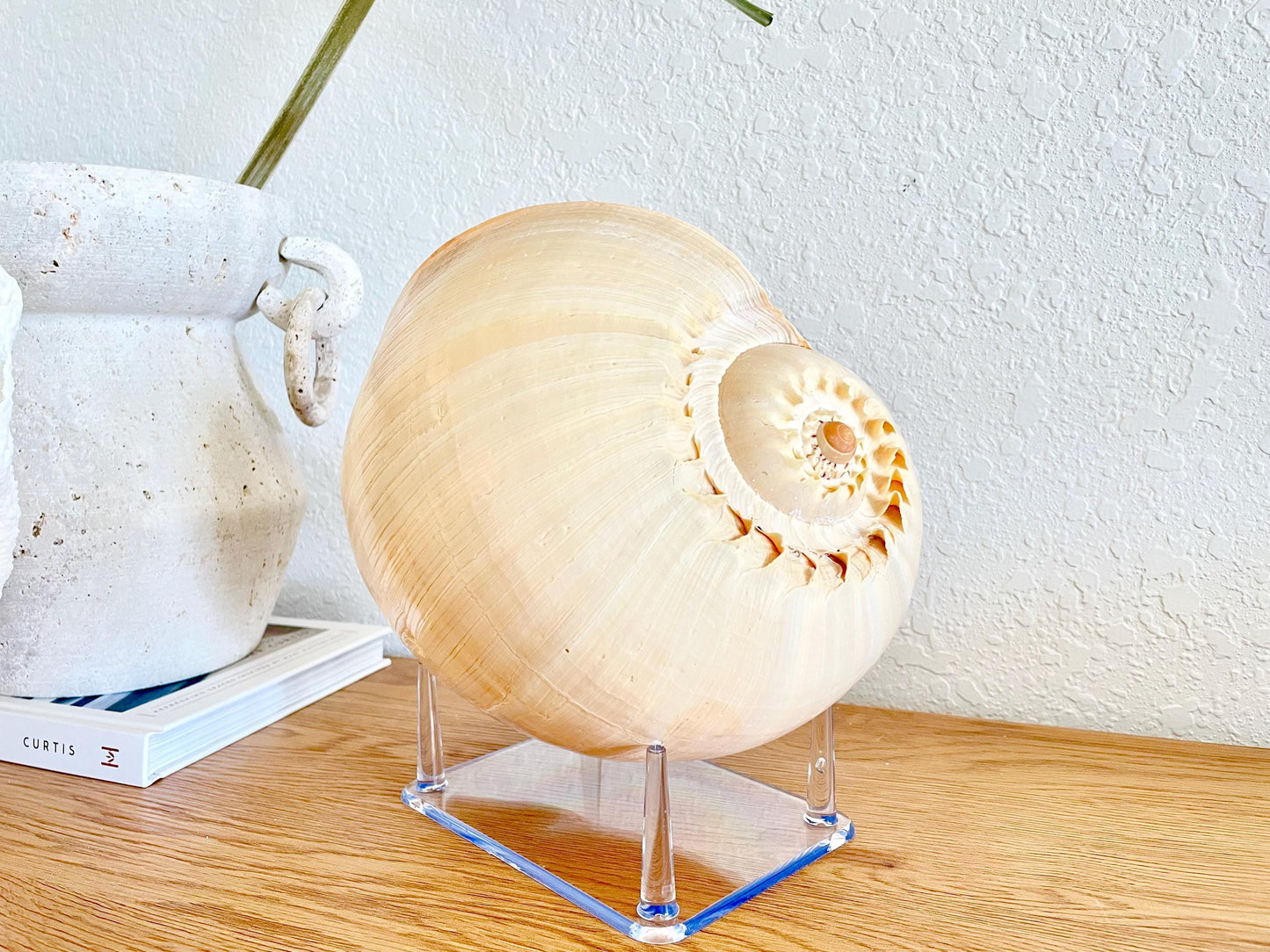 Large Clear Lucite Acrylic Display Stand 6.25 x 4.5 x 2.25" For Mounting Seashells, corals, and more... 4 Leg Riser