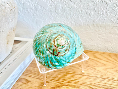 Small Clear Lucite Acrylic Display Stand 3.5 x 2.5 x 1.5 For Mounting Seashells Stones, corals, and more... 4 Leg Riser