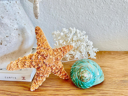 Small Clear Lucite Acrylic Display Stand 3.5 x 2.5 x 1.5 For Mounting Seashells Stones, corals, and more... 4 Leg Riser