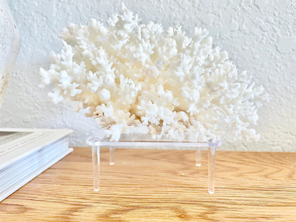 Small Clear Lucite Acrylic Display Stand 3.5 x 2.5 x 1.5 For Mounting Seashells Stones, corals, and more... 4 Leg Riser