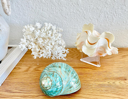 Clear Lucite Triangle Display Stand 2.5x2.5x1.5" For Coral and Shells