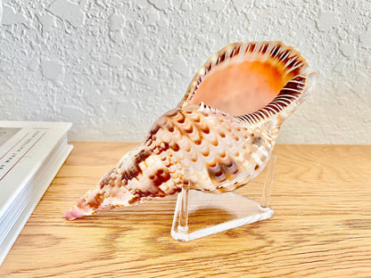 Triangle Small Clear Lucite Acrylic Display Stand 2.5 x 2.5 x 1.5" For Mounting Sea shells stones, corals, and more... 3 Leg Riser