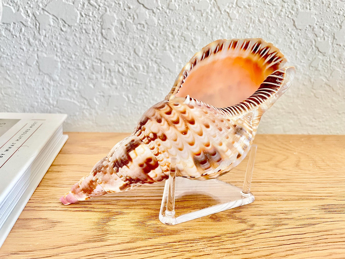 Triangle Small Clear Lucite Acrylic Display Stand 2.5 x 2.5 x 1.5" For Mounting Sea shells stones, corals, and more... 3 Leg Riser