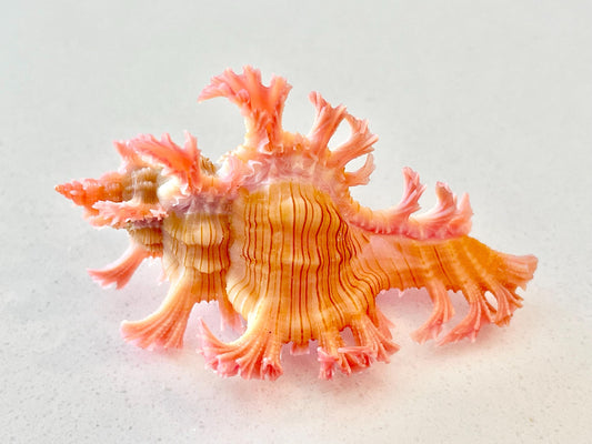 MUREX ACULEATUS Shell *All Sizes* Rare Natural Pink Pendant Display Real Seashell Collectors Coastal Décor Home Beach Nautical