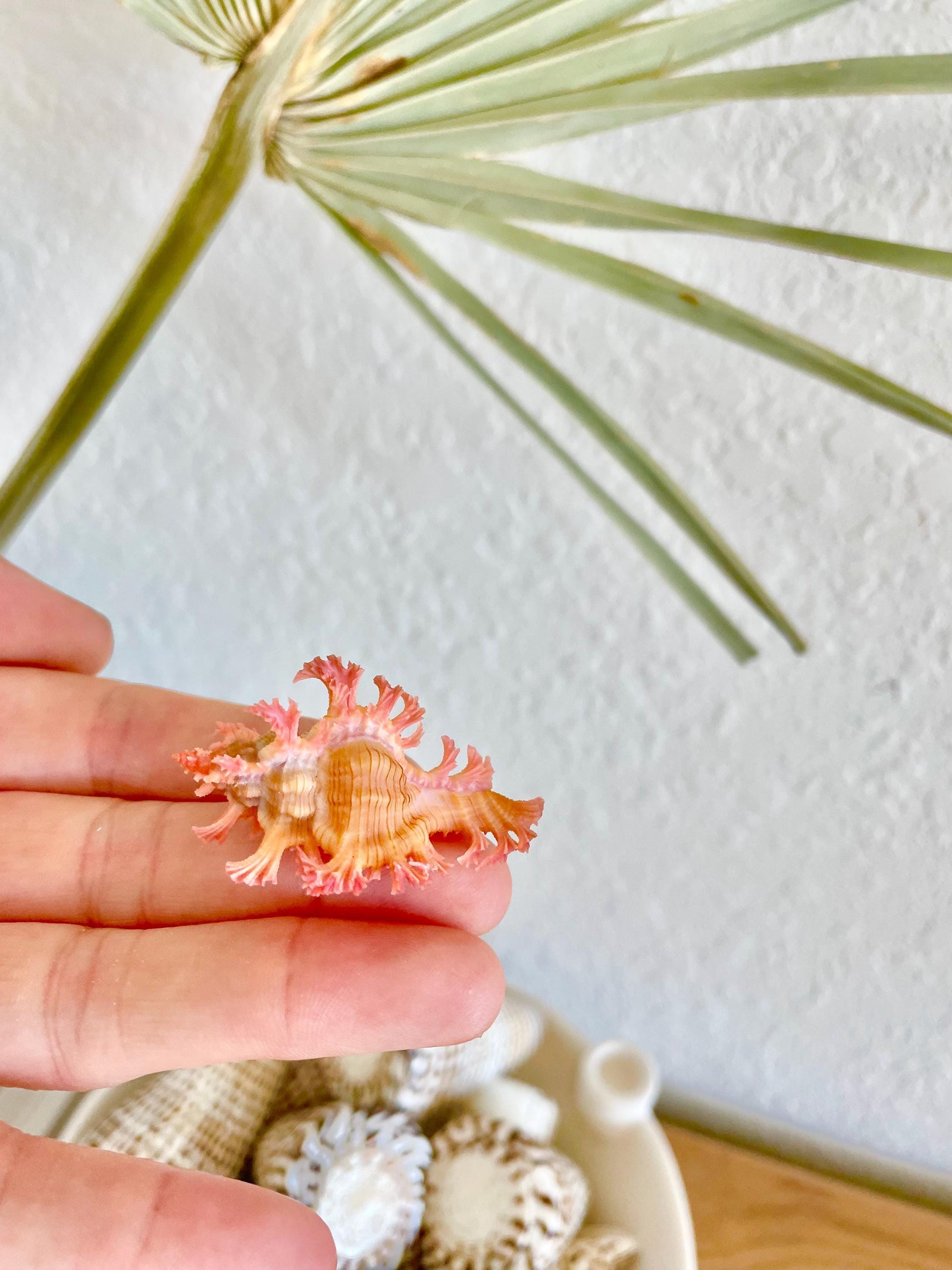 MUREX ACULEATUS Shell *1.5-2"* Rare Natural Pink Display Collectors Seashell