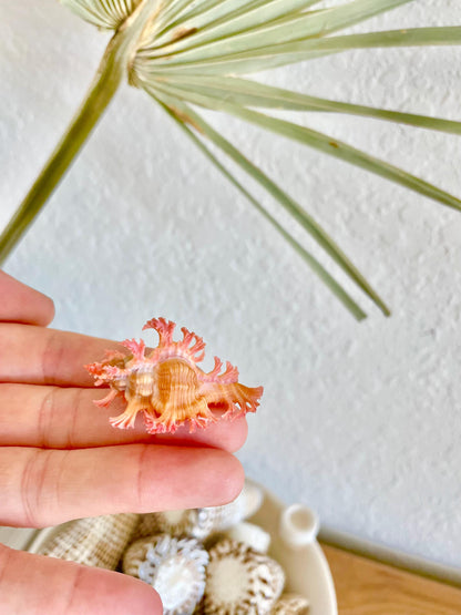 MUREX ACULEATUS Shell *1.5-2"* Rare Natural Pink Display Collectors Seashell