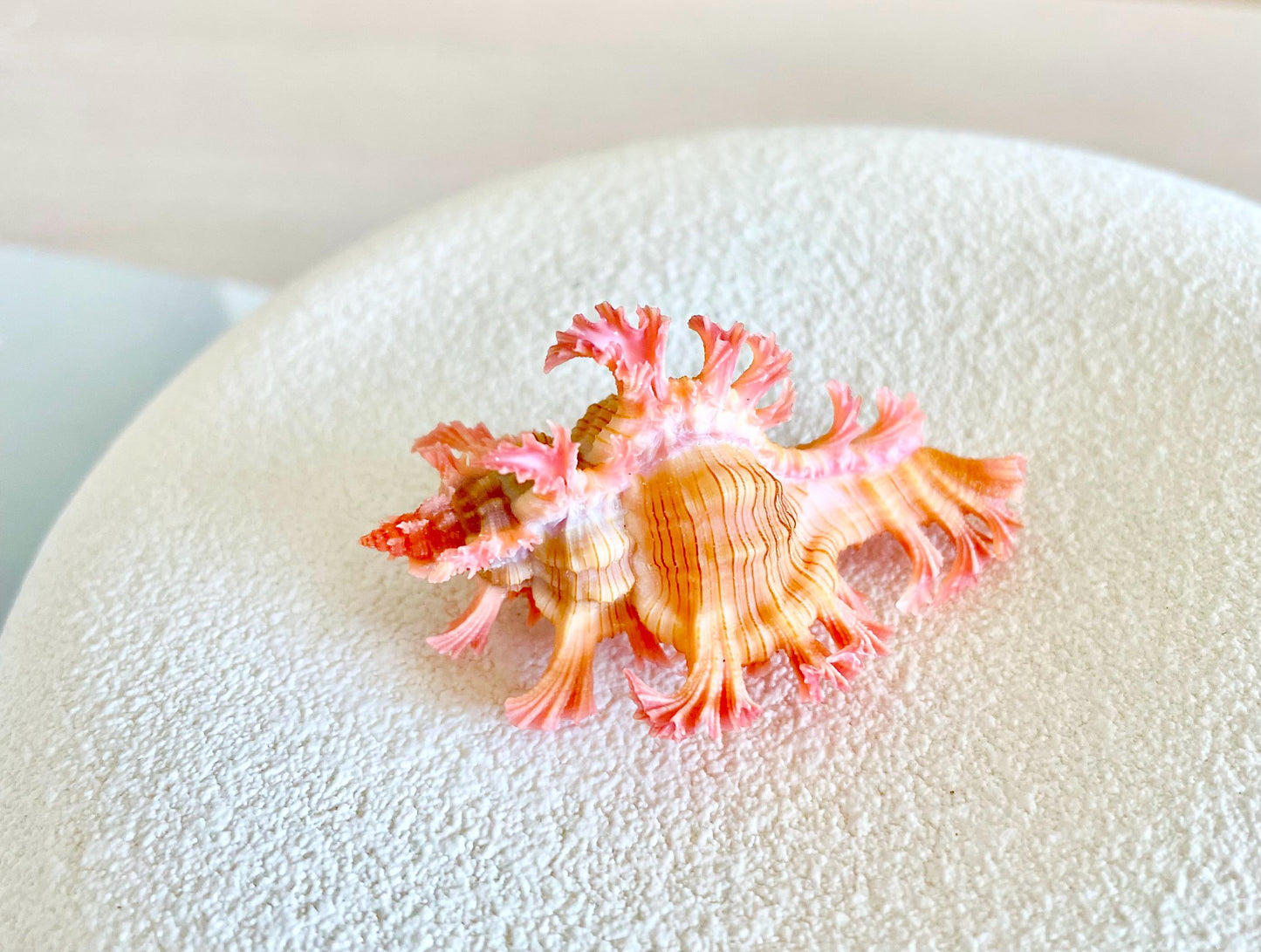 MUREX ACULEATUS Shell *All Sizes* Rare Natural Pink Pendant Display Real Seashell Collectors Coastal Décor Home Beach Nautical