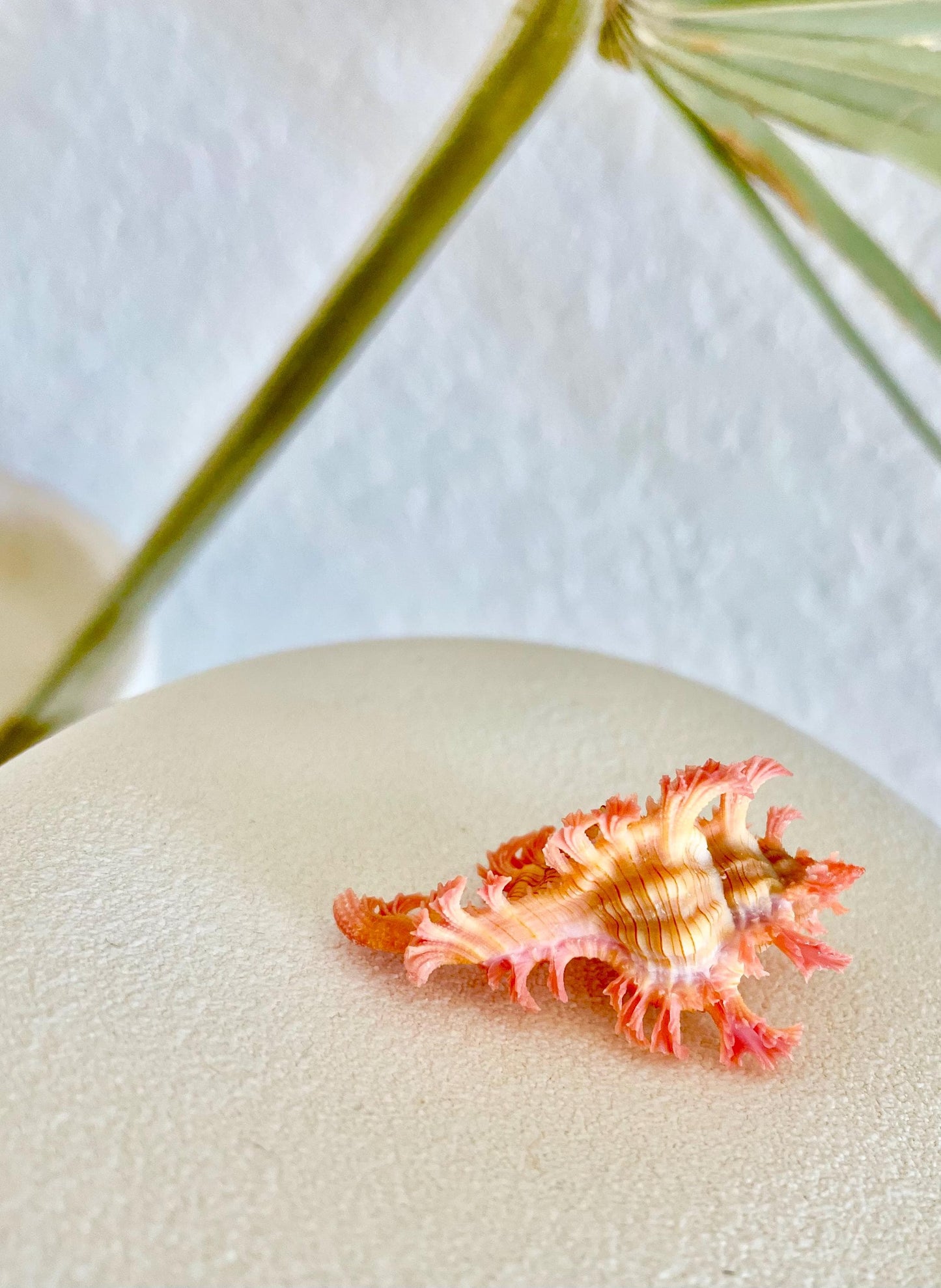 MUREX ACULEATUS Shell *1.5-2"* Rare Natural Pink Display Collectors Seashell