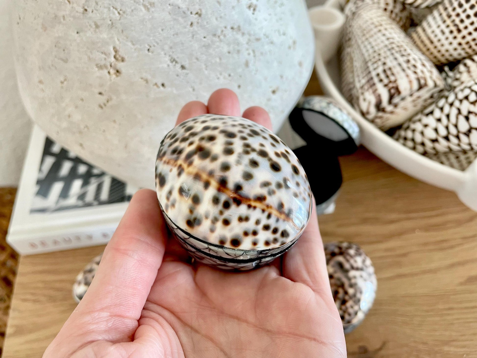 Tiger Cowry Coastal Seashell Gift Box Seashell Jewelry Trinket Dish Beach Décor Mother of Pearl Abalone Irredescent Bottom
