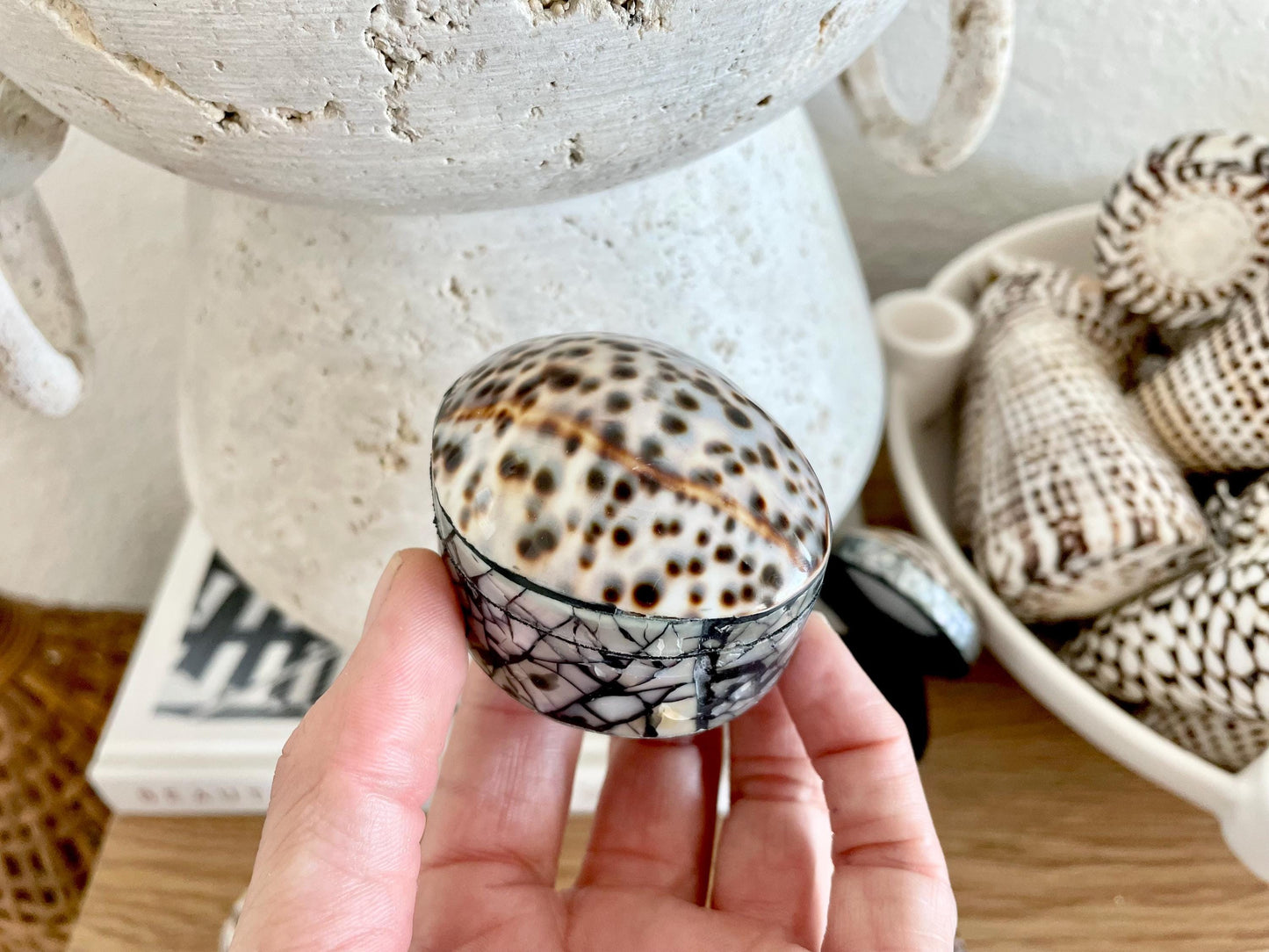 Tiger Cowry Coastal Seashell Gift Box Seashell Jewelry Trinket Dish Beach Décor Mother of Pearl Abalone Irredescent Bottom