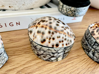 Tiger Cowry Coastal Seashell Gift Box Seashell Jewelry Trinket Dish Beach Décor Mother of Pearl Abalone Irredescent Bottom